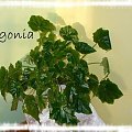 Begonia