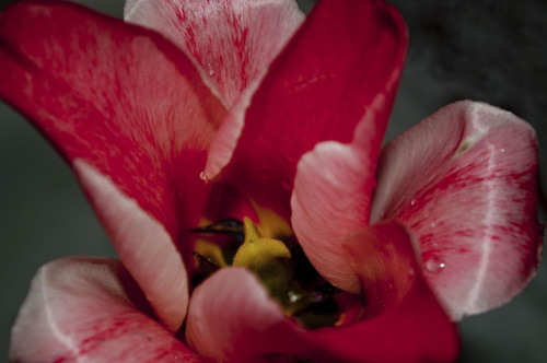 Tulipan #Tulipan #pręciki #czułki