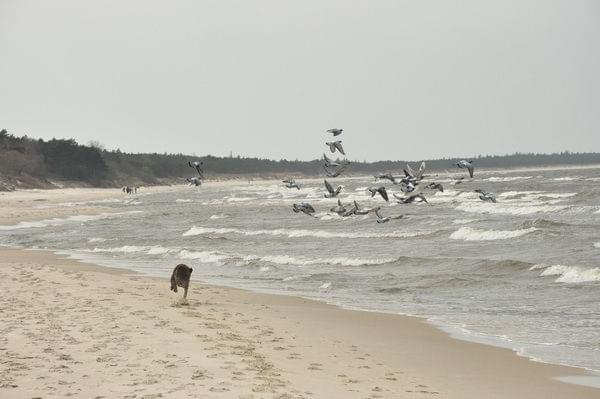 Spotkanie labow kologbrzeg