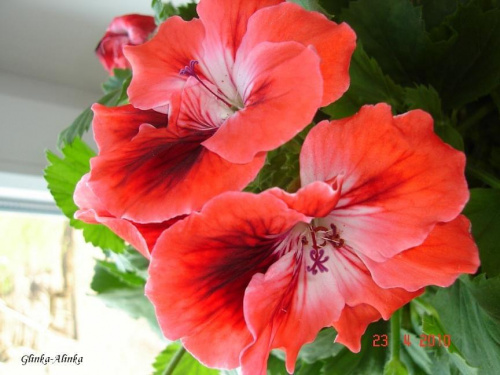 Kwiatki pelargonii ....