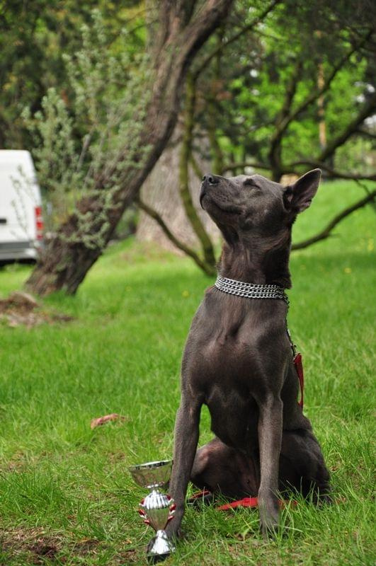 #CatanaThairkruThaiRidgebackDog