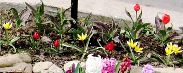 tulipanki botaniczne