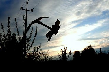 przed zachodem... #zachód #ZachódSłońca #wiosna #Wiosna2010 #żonkil