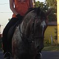 Festyna