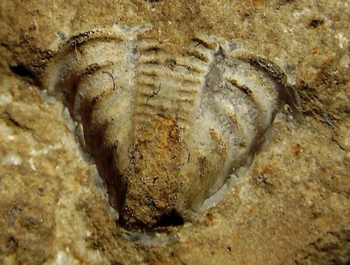 Odcisk pygidium trylobita Encrinurus sp. Długość okazu - 1,2 cm . Wiek : dolny ordowik – górny dewon . Data znalezienia : 2002 .