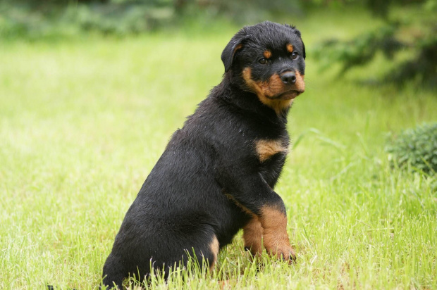 #rottweiler