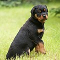 #rottweiler