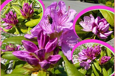 Radość dla oczu! #kwiaty #rododendrony #kolor #wiosna