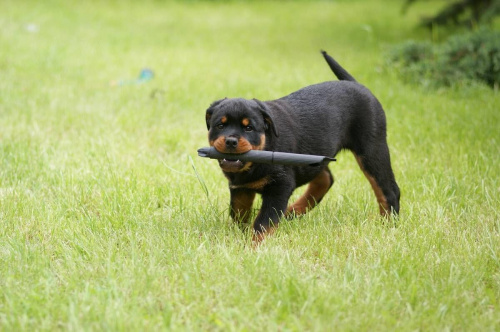 #pies #rottweiler