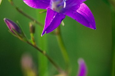 #kwiat #pole #łaka #las #airking #nikon #passiv #makro #macro