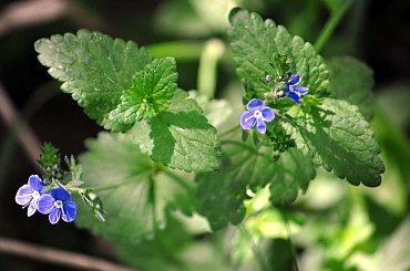 Polandbike Maraton Góra Kalwaria, foto: Agnieszka Szymańska, agafeergy@wp.pl, www.igortracz.blog.pl #PolandbikeMaraton #GóraKalwaria #Czersk