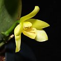 phal. cochlearis