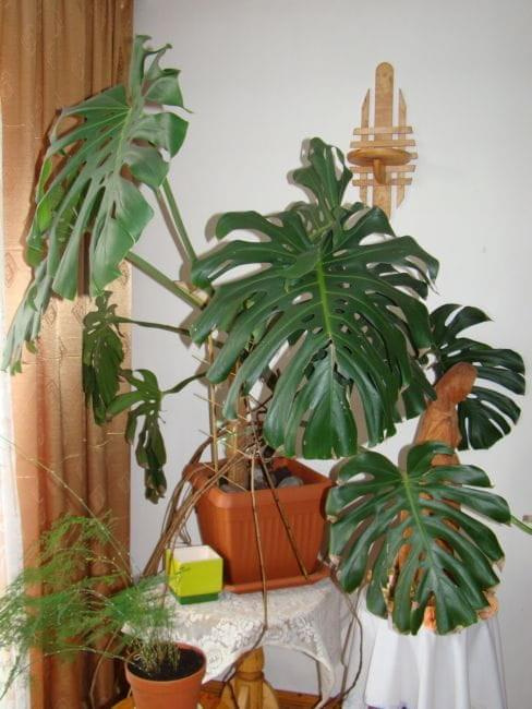 monstera