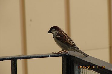 #ptaki #przyroda #wróbel