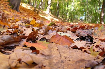 #jesień #las #ścieżka #liście #ściółka