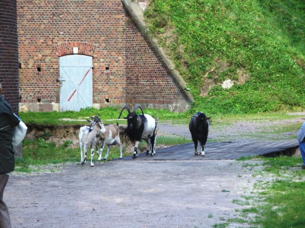 Świnoujście-Forteczna Kompania Kóz w Forcie Gerharda. #wakacje #urlop #podróże #zwiedzanie #militaria #fortyfikacje #forty #FortGerharda #Polska #Świnoujście