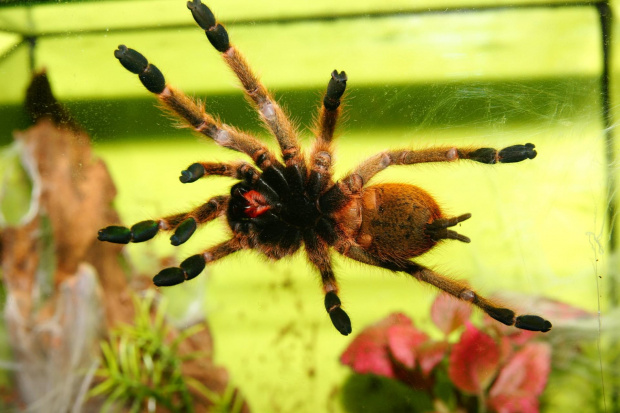 P. murinus L9