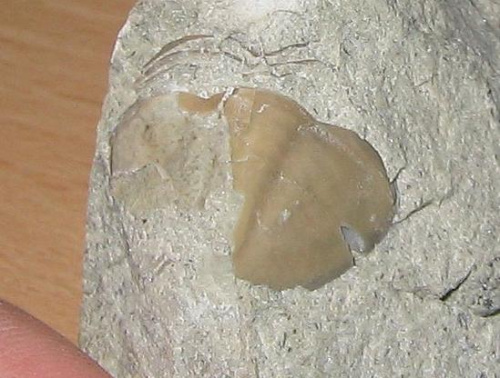 Pygidium trylobita Megistaspidella sp. ? Długość okazu - 2 cm . Wiek : dolny ordowik . Data znalezienia : 2004 .