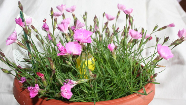 dianthus kahori