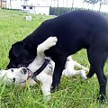 #ZwierzętaPiesGoldenRetriever