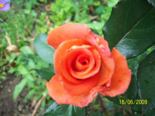Róża Monika.