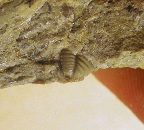 Pygidium trylobita Calymene sp. Długość okazu - 0,5 cm . Wiek : dolny sylur – środkowy dewon . Data znalezienia : 2004 .
