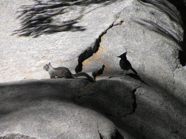 Park Yosemite