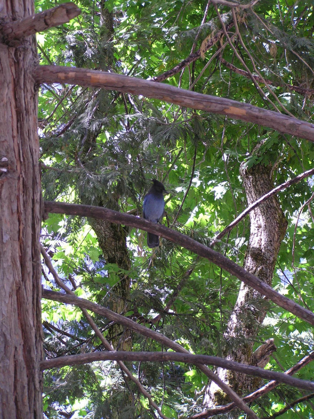 Park Yosemite