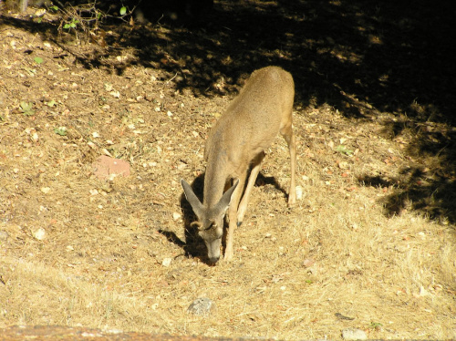 Park Yosemite