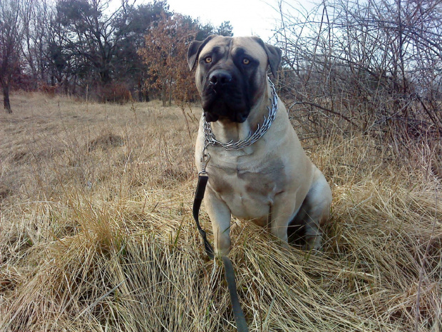 boerboel Shek Xanti Land Szejk #BoerboelShekXantiLandSzejkPolska