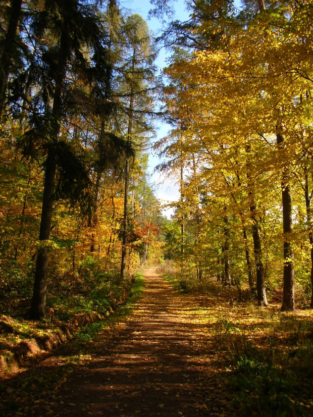 przyroda jesienią