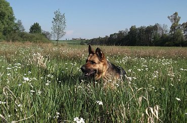 #kwiatki #kwiaty #łaka #owczarek #owczarki #OwkczarkiNiemieckie #pieski #psiaki #psy