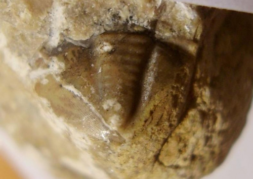 Pygidium trylobita ; chyba Asaphus sp. Długość okazu - 1 cm . Wiek : dolny ordowik – środkowy ordowik . Data znalezienia : 2006 . Okazy nr 90 i 90a znajdują się na tej samej skale .