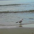 #mewa #plaża #morze