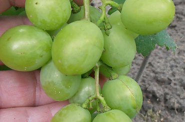 Aksinia #grona #winorośl