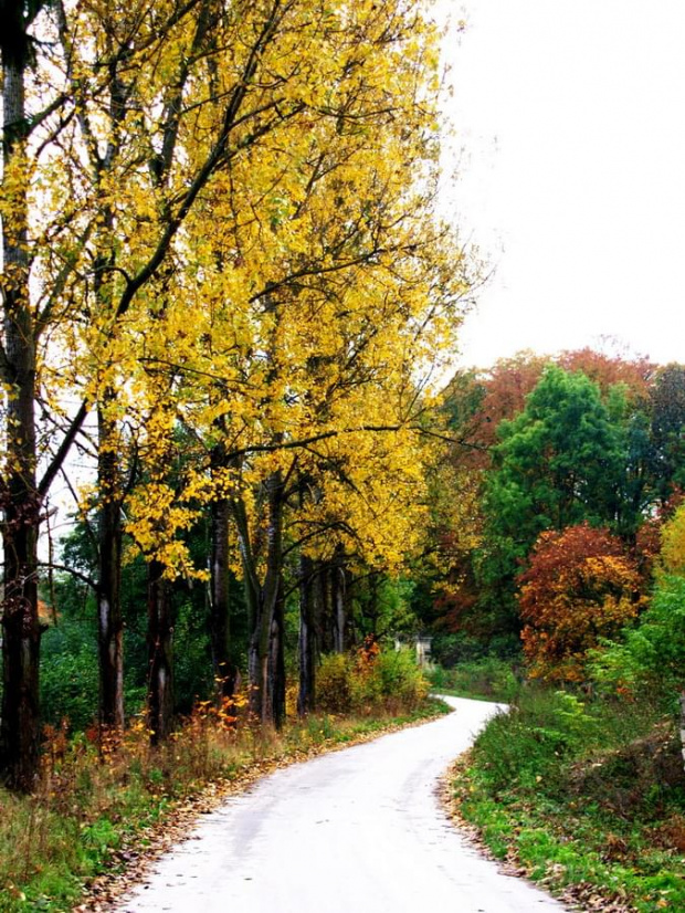#jesień #droga #drzewo #zieleń