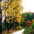 #jesień #droga #drzewo #zieleń