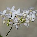 Phalaenopsis equestris var. alba