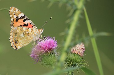 wśród kolców #motyl #RusałakaOsetnik #macro #owad