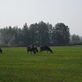 Z dedykacją dla Janusza.d Jest i pastuszek:) #ląka #krowy #mgly #jesień #natura