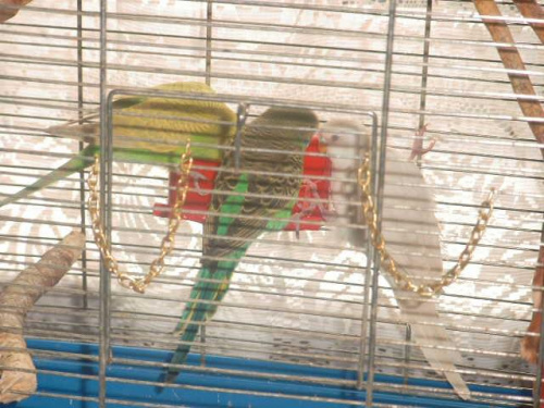 #papugi #papużki #ptaki