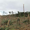 po trąbie powietrznej #BoryTucholskie #las #tornado #TrabaPowietrzna #TrąbaPowietrzna