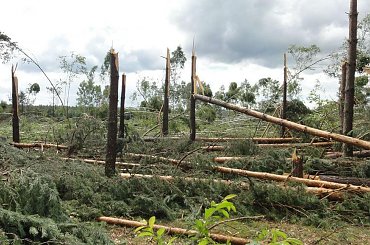 po trąbie powietrznej #BoryTucholskie #las #tornado #TrabaPowietrzna #TrąbaPowietrzna