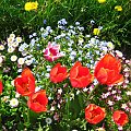 #tulipany #kwiat #wiosna #niezapominajki #stokrotki