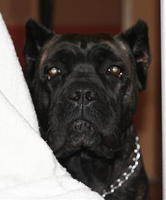 cane corso - cohors