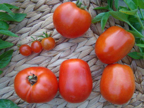 #pomidor