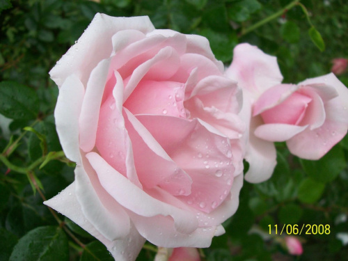 #kwiaty #ogród #róże