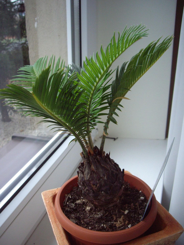 cycas