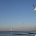 #ptaki #mewy #morze