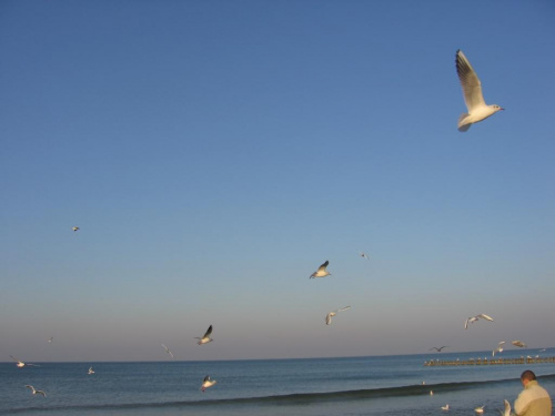 #ptaki #mewy #morze